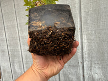 Load image into Gallery viewer, Trident Maple #35