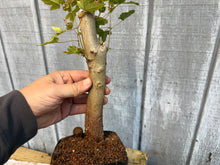 Load image into Gallery viewer, Trident Maple #23