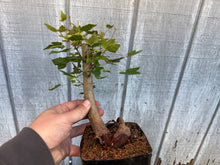 Load image into Gallery viewer, Trident Maple #27