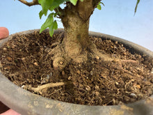Load image into Gallery viewer, Trident Maple 020