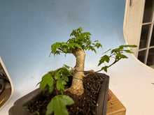 Load image into Gallery viewer, Trident Maple 008