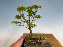 Load image into Gallery viewer, Shishigashira Japanese Maple 014