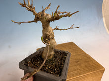 Load image into Gallery viewer, Trident Maple 001