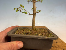 Load image into Gallery viewer, Chinese Hackberry, Celtis 005