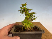 Load image into Gallery viewer, Kotohime Japanese Maple-013