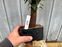 Load image into Gallery viewer, Zelkova, Japanese Grey Bark Elm #13