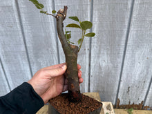 Load image into Gallery viewer, Chinese Quince #11