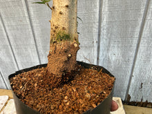 Load image into Gallery viewer, Trident Maple #22