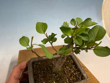 Load image into Gallery viewer, Japanese Flowering Crab Apple, 002