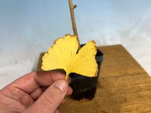 Load image into Gallery viewer, Ginkgo
