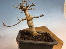 Load image into Gallery viewer, Trident Maple 001