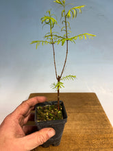 Load image into Gallery viewer, Dawn Redwood (Metasequoia)
