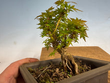 Load image into Gallery viewer, Kotohime Japanese Maple-015