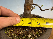 Load image into Gallery viewer, Chinese Quince 003