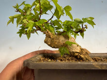 Load image into Gallery viewer, Trident Maple 025