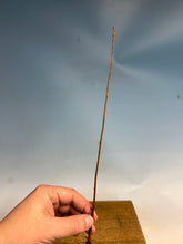 Load image into Gallery viewer, Bald Cypress Bare Root-Standard 8-12”