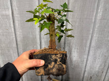 Load image into Gallery viewer, Trident Maple #14