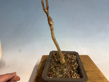 Load image into Gallery viewer, Japanese Wisteria 006
