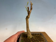 Load image into Gallery viewer, Japanese Wisteria 009-old one!