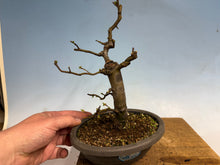 Load image into Gallery viewer, Chinese Quince 003