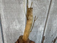 Load image into Gallery viewer, Trident Maple #7