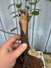 Load image into Gallery viewer, Chinese Quince #8