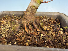 Load image into Gallery viewer, Kotohime Japanese Maple-002