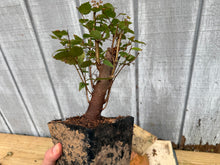 Load image into Gallery viewer, Zelkova, Japanese Grey Bark Elm #5