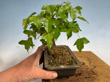 Load image into Gallery viewer, Trident Maple 021