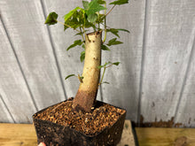 Load image into Gallery viewer, Trident Maple #15