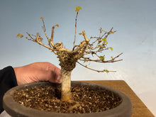Load image into Gallery viewer, Zelkova, Japanese Import 003