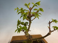 Load image into Gallery viewer, Shishigashira Japanese Maple 005