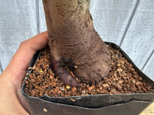 Load image into Gallery viewer, Zelkova, Japanese Grey Bark Elm #19
