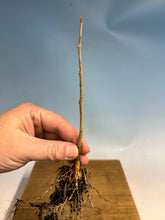 Load image into Gallery viewer, Japanese Wisteria Bare Root
