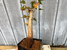 Load image into Gallery viewer, Trident Maple #28