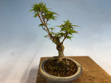 Load image into Gallery viewer, Kotohime Japanese Maple-007 Var. Dwarf Goshiki