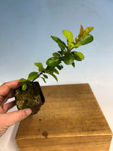 Load image into Gallery viewer, Japanese Quince