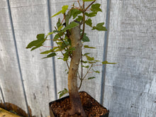 Load image into Gallery viewer, Trident Maple #5