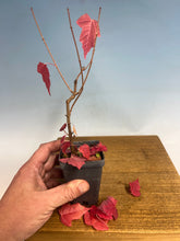 Load image into Gallery viewer, Amur Maple