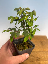 Load image into Gallery viewer, Chinese Elm