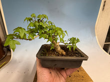 Load image into Gallery viewer, Trident Maple 008