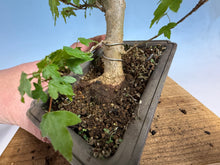 Load image into Gallery viewer, Trident Maple 008