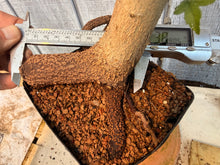 Load image into Gallery viewer, Trident Maple #16