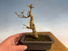 Load image into Gallery viewer, Trident Maple 004
