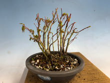 Load image into Gallery viewer, Japanese Maple Clump 002 13 Trees