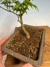 Load image into Gallery viewer, Shishigashira Japanese Maple 015
