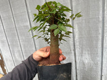 Load image into Gallery viewer, Zelkova, Japanese Grey Bark Elm #12