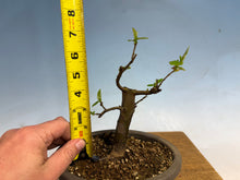 Load image into Gallery viewer, Chinese Quince 009