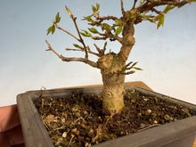 Load image into Gallery viewer, Trident Maple 005