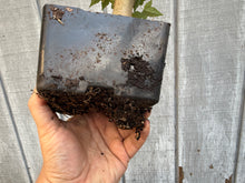 Load image into Gallery viewer, Trident Maple #1